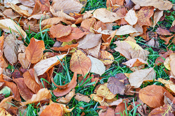 Yellowed leaves lie in the green grass