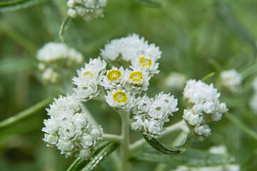カワラハハコグサ