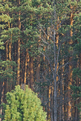 On the edge of a pine forest stands a dead tree