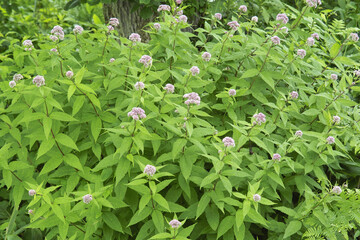 ヨツバヒヨドリ