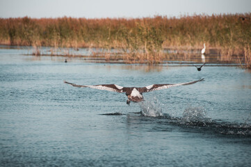 geese in flight