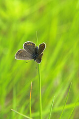 ヒメシジミチョウ