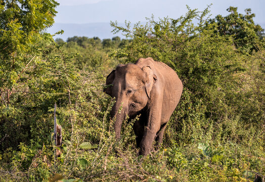 Wild Asian Elephant