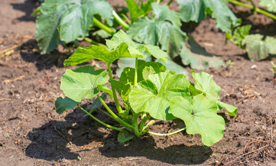 Young fresh bushes zucchini on black soil in the garden.