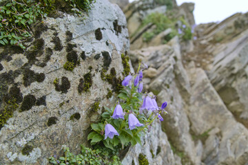 ミヤマシャジン