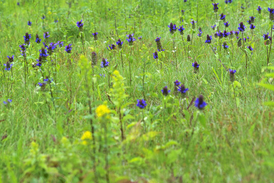 「ウツボグサ」の画像 939 件の Stock 写真、ベクターおよびビデオ Adobe Stock