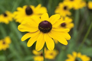 オオハンゴソウ