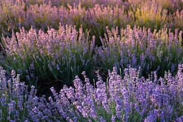 Naklejka premium Blooming violet lavender field on sunset sky.