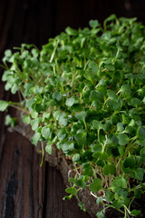 Fresh green sprouts close up on wooden background