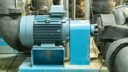 Monkey in the forest