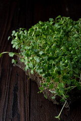 Fresh green sprouts close up on wooden background