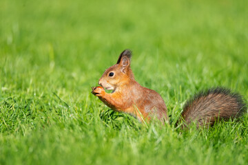 Naklejka na ściany i meble Squirrel in the park..