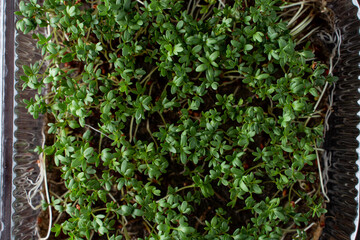 Above view of green beetroot sprouts close up
