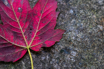 beautiful red leaf laid on a rock in the autumn forest