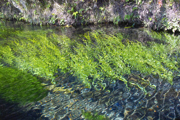 湧き水と藻