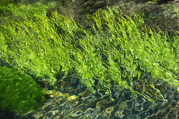 湧き水と藻