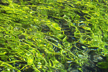 湧き水と藻