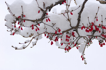 サンシュユの実に雪