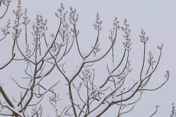 Fototapeta na wymiar 桐の木に雪