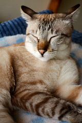 Fototapeta na wymiar White cat sitting on a blue cat bed