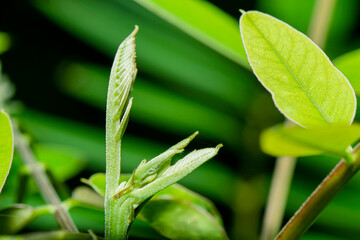 The top of the newly emerging Cassia