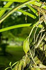 The seeds of an orchid that has been pollinated for a while.