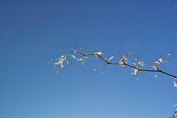 イタドリに付いた雪