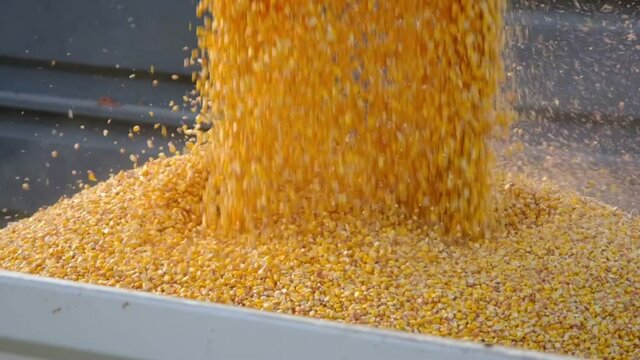Harvested corn grains are transferred from combine harvester to truck. Agriculture industry slow motion