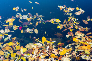 Colorful autumn leaves falling into the water in the park
