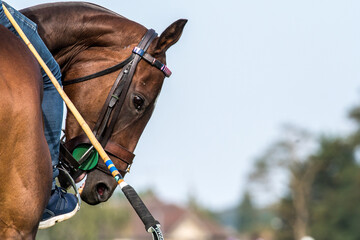 Passion Polo