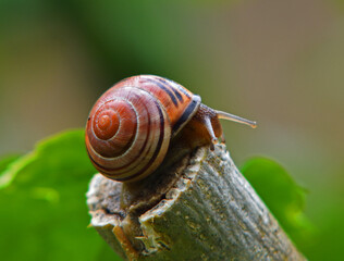 British Brown-lipped Snail  or Banded Snail on Shrub