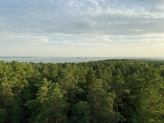 landscape with trees