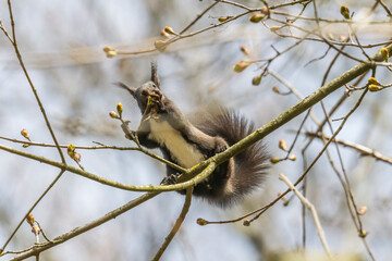 European brown squirrel in winter coat on a branch in the forest