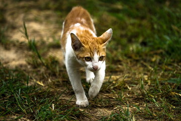 Cat walking on grass