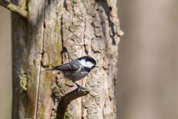 Coal tit on a branch