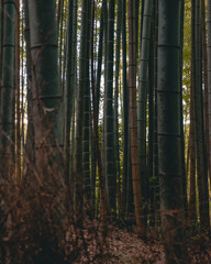 Bamboo Forrest 