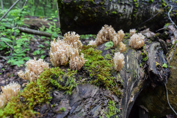 strange white ramaria mushrooms grow on moss
