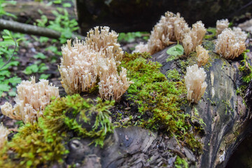 strange white ramaria mushrooms grow on moss