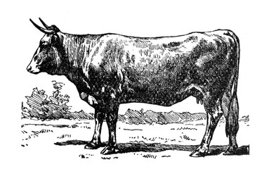 Vintage bull hand drawn/ Antique engraved illustration from from La Rousse XX Sciele	