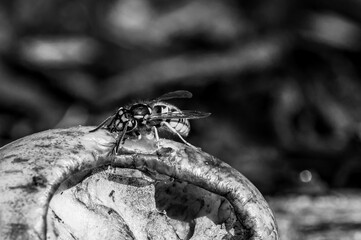 Vespula germanica, european yellow jacket wasp eating a discarded apple