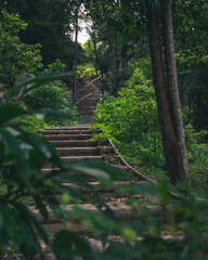 steps in Forrest