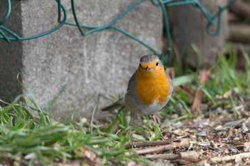 A robin sits on a branch