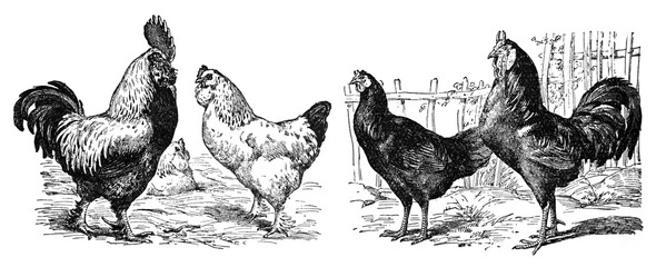 Vintage or retro Rooster and hens. or chicken en cocks collection. / Antique engraved illustration from from La Rousse XX Sciele  © Basicmoments