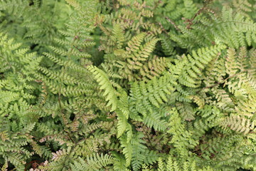 日本に生息する綺麗な植物