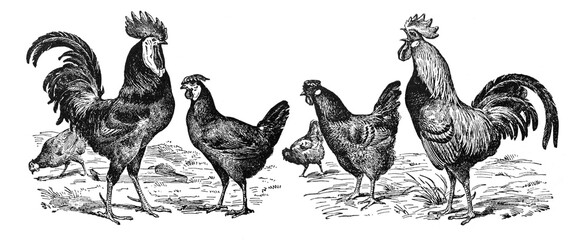 Vintage or retro Rooster and hens. or chicken en cocks. / Antique engraved illustration from from La Rousse XX Sciele © Basicmoments