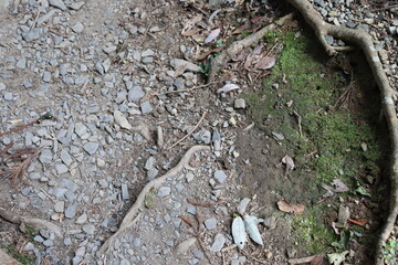 登山路の綺麗な景色