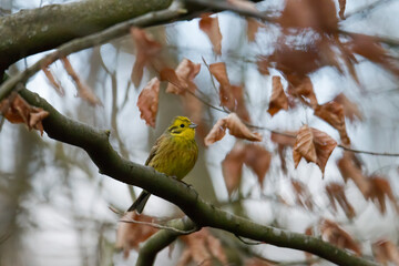Yellowhammer looks for food on the forest floor