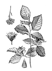 Fagus sylvatica  or Beech mast tree / Antique engraved illustration from from La Rousse XX Sciele	