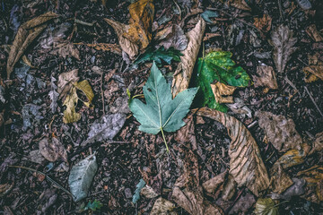 Autumn Leaves on the ground
