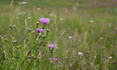 Purple flower in a green field. Background, screensaver. Summer season.